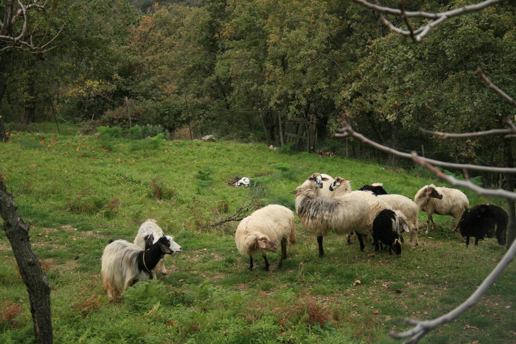 Agriturismo San Cataldo Motta Camastra Eksteriør bilde